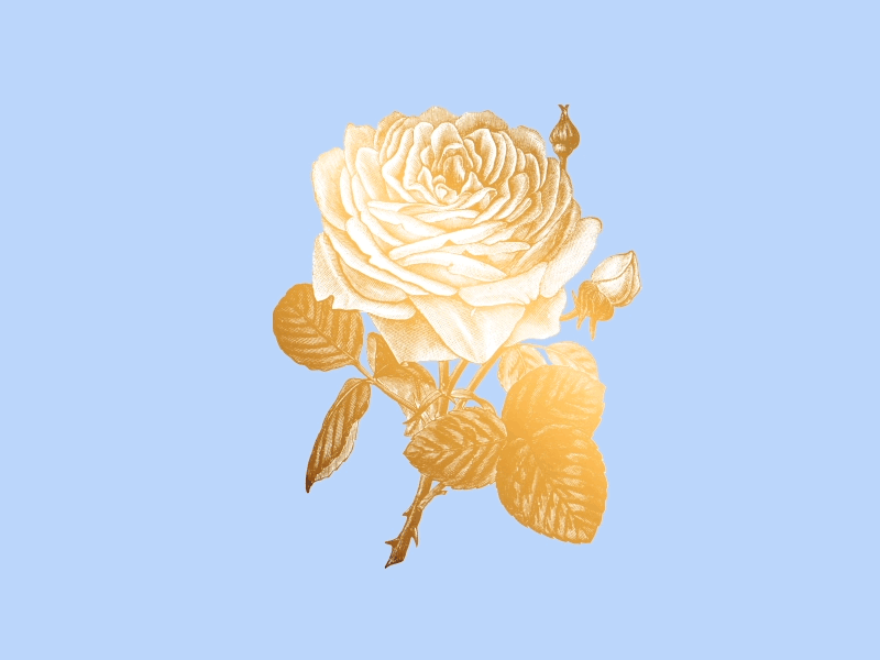 The flower animation bee flower rose web design