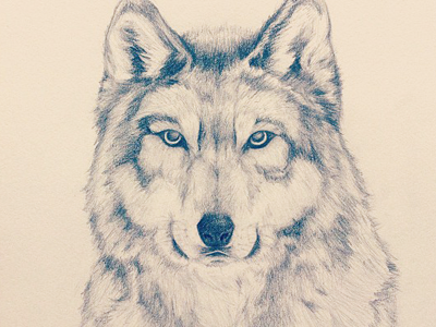 Wolf animal depth drawing fur pencil shading sketch wolf
