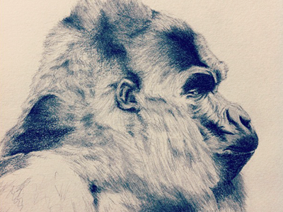 Gorilla WIP animal drawing gorilla pencil profile shading sketch view
