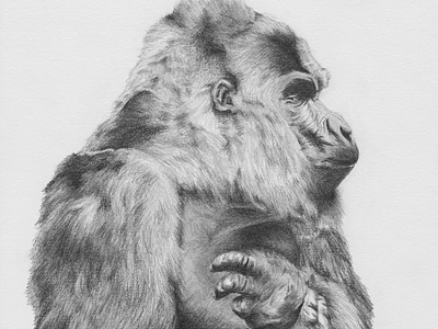 Gorilla Sketch animal black and white detail drawing fur gorilla pencil profile realism shading sketch