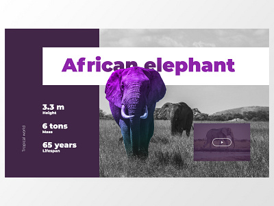 Tropical shot desktop elephant layout nature ui ux