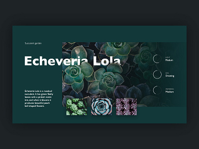 Succulent World UI desktop layout nature plants succulent ui ux web