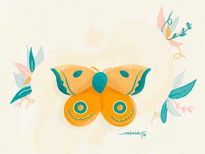 Butterfly butterfly colors design flower hellodribbble illustration nature vector wacom