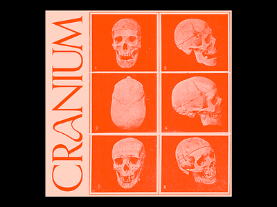 CRꪖNIUM cranium design graphic illustration minimal print red skulls type typography