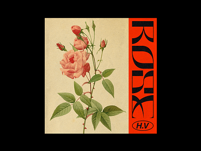 ᖇᓍSᘿ brutalism design graphic illustation poster red rose type typography