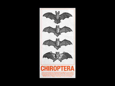 3/21 Chiroptera bats brutalism chiroptera design graphic halloween illustration line minimal poster red typography