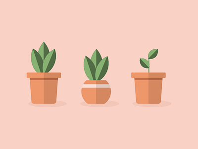 The Plant Family