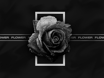 Experimental 03. | Flower 🥀 abstract black dark experiment flower grey photo rose shape wilted