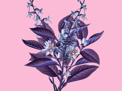 Hand Painted Botanical Lithograph botanical branding design graphic lithograph