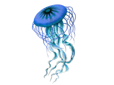 Techno Jellyfish 18th century gif jellyfish lithograph original party techno