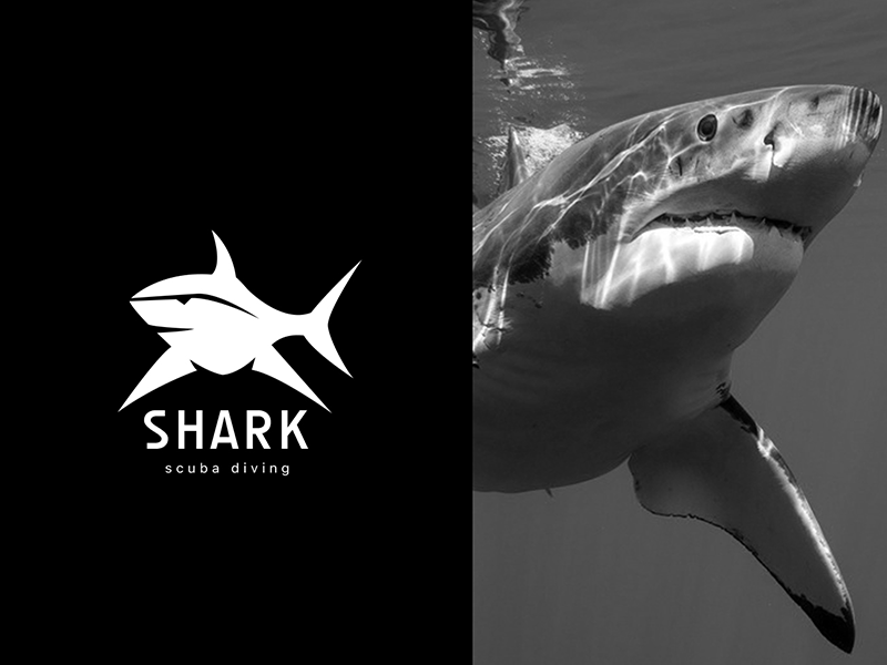 Animal logo Shark stationery king logo2018 color animal gradient agency vector construction colorful visual typography monogram illustration stationary logo identity design brand branding