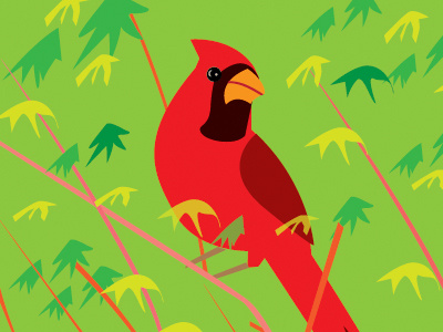 Spring 2011 - observed cardinal