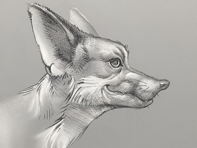 Bruce animal ceature drawing fox pencil sketch