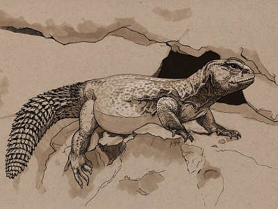 Uromastyx dabb lizard marker marker sketch mastigure pencil pencil drawing pencil illustration spiny tailed