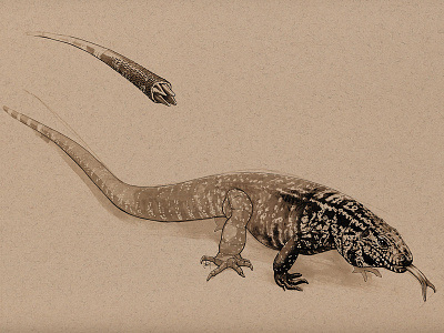 Tegu drawing illustration lizard marker pen pen drawing reptile tegu