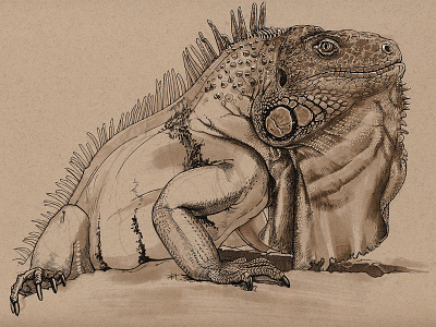 Punk dewlap drawing drawing ink iguana lizard marker pen reptile