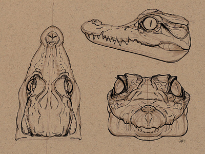 Orthos crocodile hatchling illustration ink drawing orthographic pen reptile