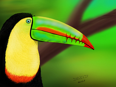 TUCAN animal bird illustration tucan