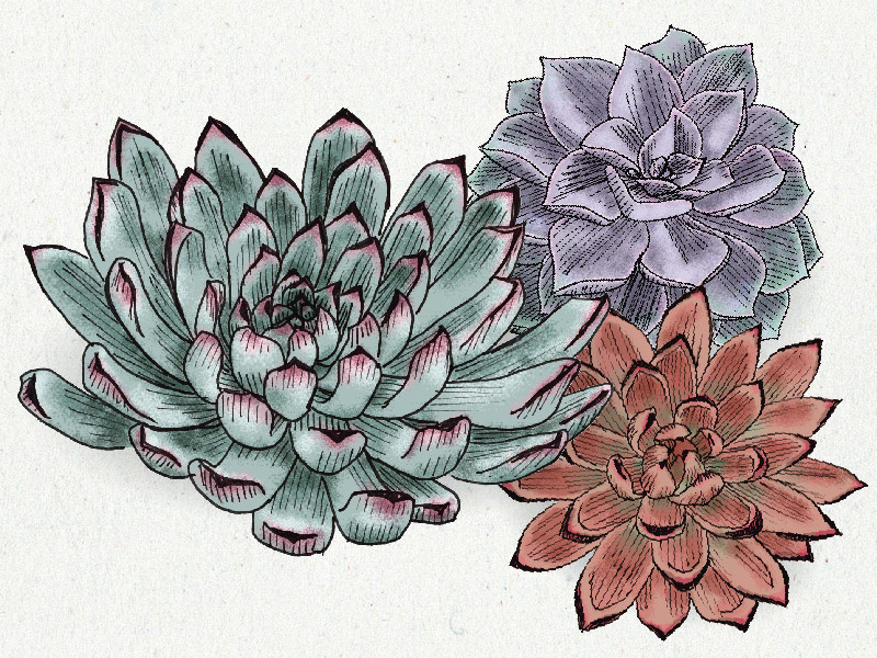 Savethedate Tpp Ms R3 06 invitation wedding drawing illustration succulents plants