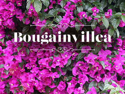 Bougainvillea