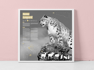 WWF Endangered Species Series: Snow Leopard