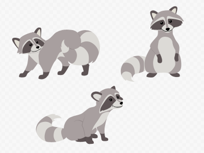 Raccons raccoon