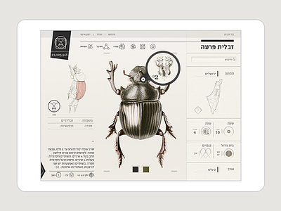 Insect Definer - IPad app app insect interactive ui ux