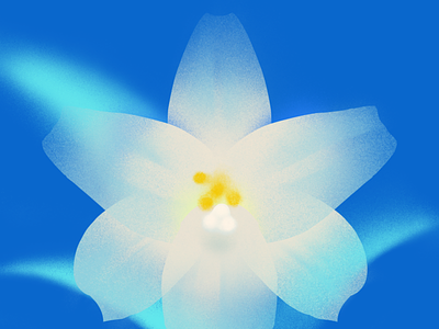 Easter lily easter lily flower illustration