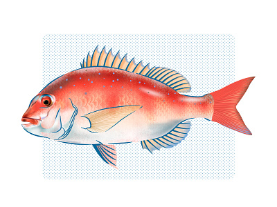 A Worried Red Snapper