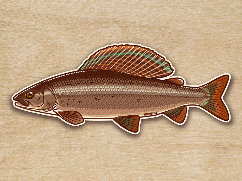 Grayling sticker vector fishing illustration sticker johanillustration