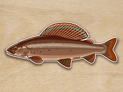 Grayling sticker fishing illustration johanillustration sticker vector