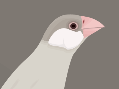 Bird bird illustration illustrator