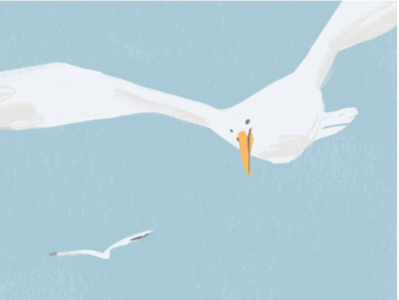 Beware of the Gulls animals animals illustrated drawing seagulls