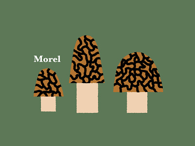 Morel Mushrooms