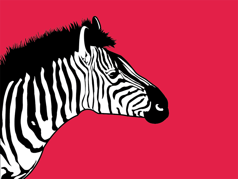 Zebra by matthew hall on Dribbble