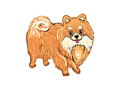 Pomeranian design dog drawing graphicdesign illustration mthw mthwdesgin pom pomeranian vector