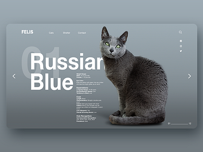 Felis Page cat design felis layout modern page ui ux