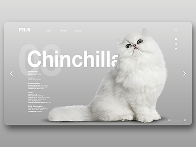 Felis Page 3 cat chinchilla design interface page ui ux web