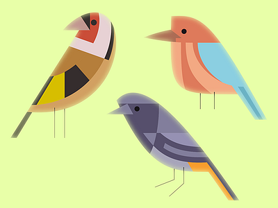 Israeli birds birds design graphic illustrator vector