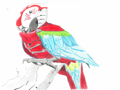 Parrot bird colored pencil illustration mechanical parrot robot zoo