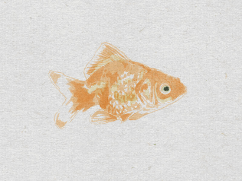 Watercolor Goldfish animation fish gif goldfish loop paper swimming water watercolor