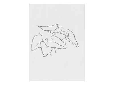 Study 104 🌿 charcoal drawing garden leaf line line drawing natural nature organic original sketch