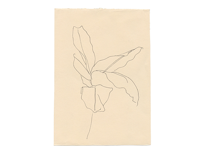 Study 5 branch floral gesture line drawing loose nature organic original plant sketchbook still life study