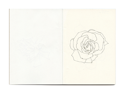 From the Neighbourhood 📖📍🌹 davidcallow drawing line pen petals rose sketch sketchbook study