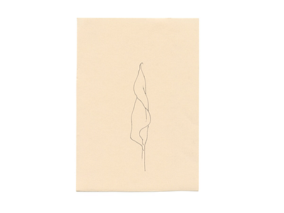 Amnesty 🌾 davidcallow dot leaf line nature original plant sketch