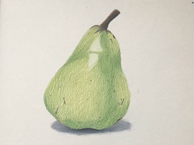 Pear drawing illustration painting
