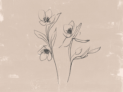 Hellebore Flower Illustration