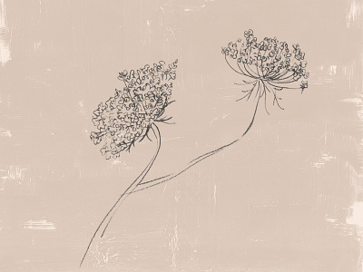 Queen Anne's Lace Illustration brand identity branding design charcoaldrawing floral design flower flower illustrations paint pencil print collateral textured