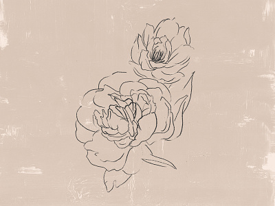 Peony Flower Illustration
