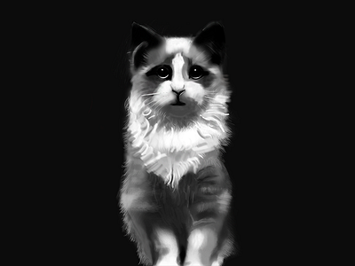The little poor~~ animal cat pet realistic，handpainted，wacom，ps
